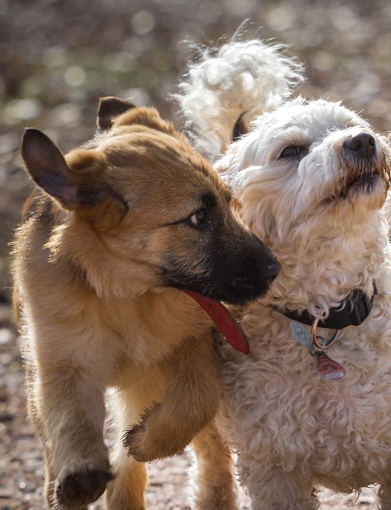 clicker training