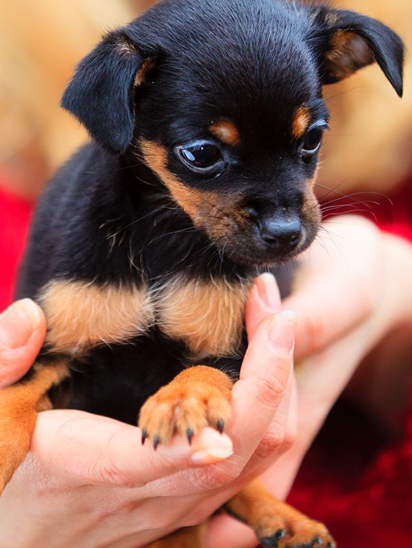 cuccioli
