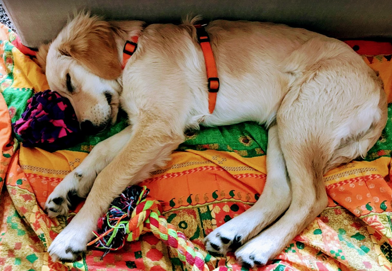 Come abituare il cane a stare a casa da solo Dedicane